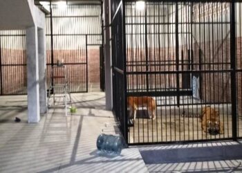 Pemilik Harimau Pemangsa Perawat di Samarinda jadi Tersangka dan Ditahan Warga Samarinda Tewas Diterkam Harimau Peliharaan