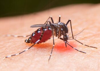 Penyebaran Ember Wolbachia untuk Dua Kecamatan di Bontang Ditarget Bulan Ini