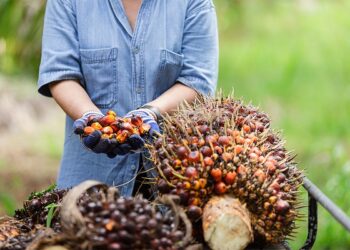 Asal Usul Kelapa Sawit: Berasal dari Afrika Sebelum Ada di Indonesia