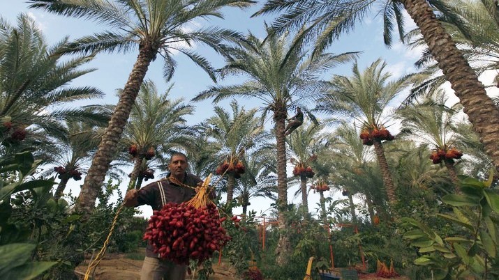 Yuk Kenali 25 Merek Kurma Israel yang Diboikot Jelang Ramadan