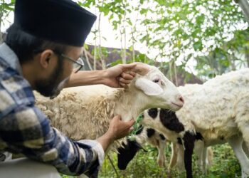 Apakah Boleh Gabungkan Niat Qurban dan Aqiqah?