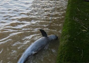 Bangkai Ditemukan, Penyebab Kematian Pesut Mahakam Masih Misteri