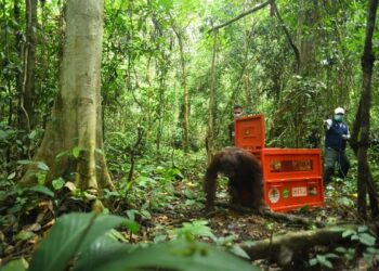 37 Orangutan Berhasil Diselamatkan BKSDA Kaltim sepanjang Awal 2025 Empat Orangutan Dilepasliarkan di Hutan Lindung Gunung Batu Mesangat, Kutai Timur
