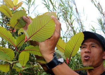 Kratom: Tanaman Kontroversial jadi Primadona Ekspor Indonesia