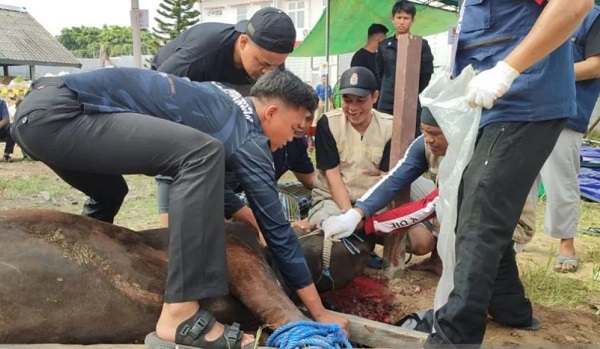 Lapas Kelas II A Balikpapan Sembelih 7 Ekor Sapi, Dimasak dan Dibagi ke Warga