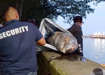 Populasi Pesut Mahakam Kian Menurun, Satu Ekor Mati di Sungai Mahakam