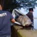 Populasi Pesut Mahakam Kian Menurun, Satu Ekor Mati di Sungai Mahakam