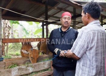 Serahkan Bantuan 19 Ekor Sapi Ternak Kelompok Tani, Bupati Kukar Minta Dimanfaatkan untuk Dikembangbiakkan