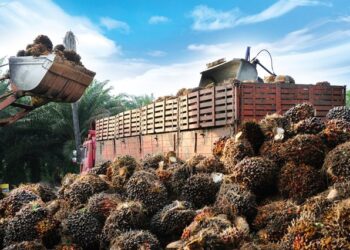 Ekspor Kaltim ke AS Tembus Rp370 M, Sawit dan Kayu Lapis Masih Merajai Berikut Harga Terbaru Tandan Buah Segar Kelapa Sawit di Kaltim