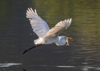 Kuntul Perak; Satwa Langka yang Menjadi Primadona Kota Bontang