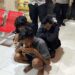Patroli Dini Hari, Tangkap Tiga Pelaku Narkotika di Palaran Samarinda