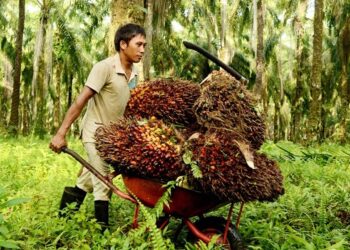 Harga TBS Kelapa Sawit Kaltim Naik jadi Rp3.266 per Kg Sektor Perkebunan Kaltim Tempati Posisi Keempat dalam PDRB