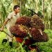 Harga TBS Kelapa Sawit Kaltim Naik jadi Rp3.266 per Kg Sektor Perkebunan Kaltim Tempati Posisi Keempat dalam PDRB