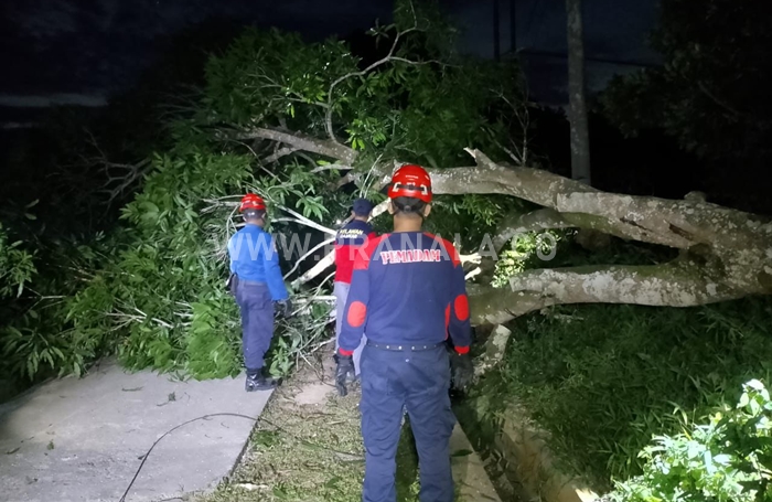 Pohon Tumbang Ganggu Akses Jalan dan Listrik di Bontang Barat