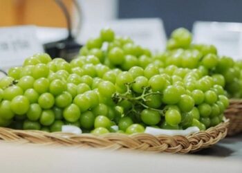 Heboh! Anggur Shine Muscat Diduga Mengandung 50 Jenis Pestisida Berbahaya, Apa Kata BPOM?