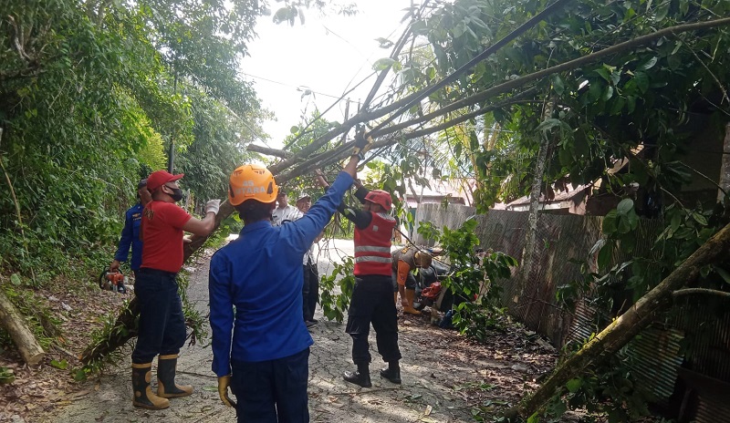 Brimob Kaltim Evakuasi Pohon Tumbang, Jalan di Batu Ampar Balikpapan Dibuka Lagi 