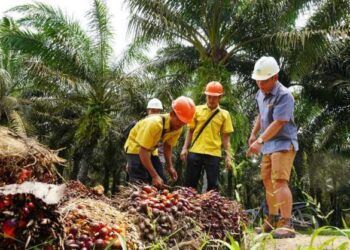 CPO Turun, Segini Rincian Harga TBS Sawit Kaltim Terbaru Juni 2026 Harga TBS Sawit di Kaltim Masih Lesu Harga TBS Kelapa Sawit di Kaltim Naik jadi Rp2.890 per Kg, Dipicu Kenaikan Harga CPO