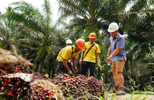 CPO Turun, Segini Rincian Harga TBS Sawit Kaltim Terbaru Juni 2026 Harga TBS Sawit di Kaltim Masih Lesu Harga TBS Kelapa Sawit di Kaltim Naik jadi Rp2.890 per Kg, Dipicu Kenaikan Harga CPO