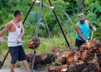 Harga TBS Kelapa Sawit Kaltim Naik Lagi, Menjadi Rp2.945,7 per Kg