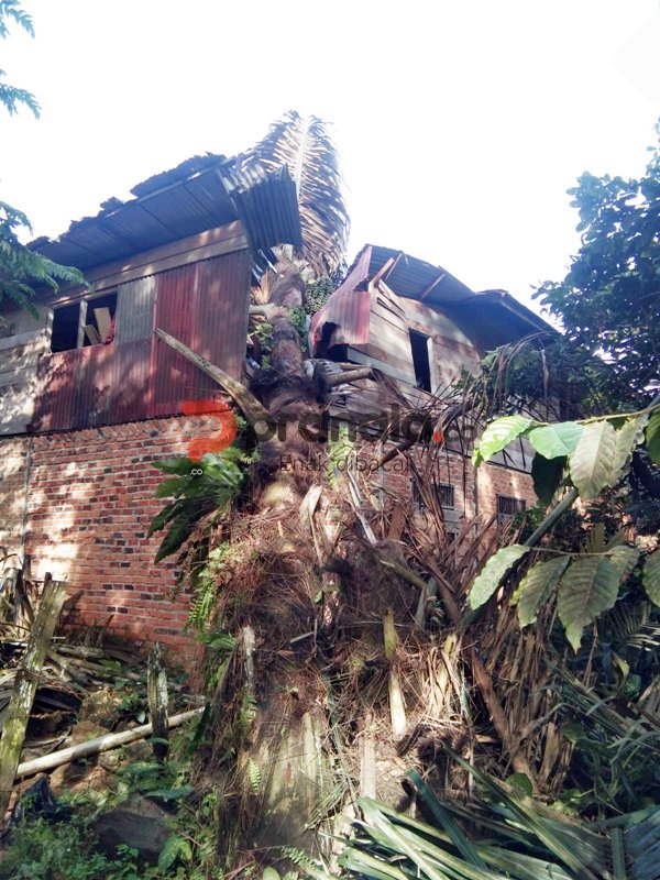 Pohon Tumbang Timpa Rumah Warga di Kanaan Bontang, Evakuasi Hampir 4 Jam