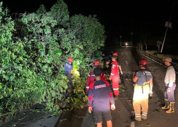 Potret Disdamkartan Bontang Berjibaku 6 Jam Pangkas 26 Pohon Tumbang Akibat Angin Puting Beliung