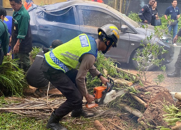Pohon Tumbang Timpa Mobil dan Motor di Balikpapan