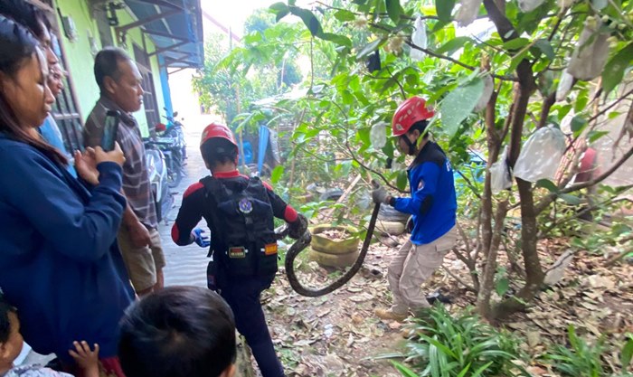 Ular Piton 3 Meter Gegerkan Warga Bontang Pagi Hari