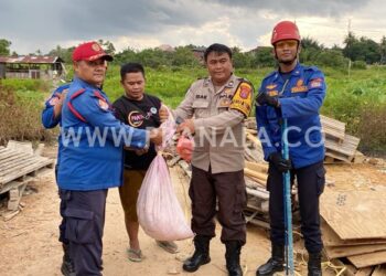 Disdamkartan Bontang Tangkap Ular Piton dan Cobra dalam Hitungan Menit