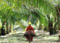 Tambang Lesu, DPRD Berau Usulkan Hilirisasi Perkebunan jadi Solusi Harga TBS Sawit Kaltim Naik Semua Umur Harga TBS Kelapa Sawit di Kaltim Tembus Rp3.251 per Kilogram