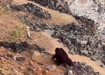 BKSDA Kaltim Selidiki Keberadaan Orangutan di Area Tambang Kutai Timur
