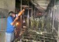 Kebun Ganja Terbakar, Warga Kampung Ngefly Ramai-Ramai