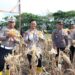 Kolaborasi Polres dan Pemkot Bontang; 5 Kg Bibit Jagung Hasilkan 3,2 Ton