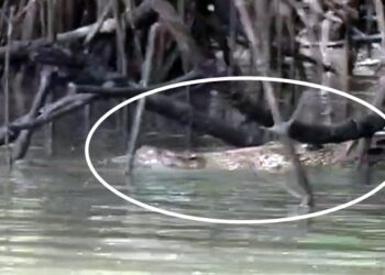 Muncul Mendadak, Buaya 5 Meter di Sungai Limbangan Pangkep Picu Kepanikan Warga