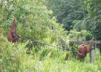 Tangis Bahagia di Tengah Hutan, Saat Orangutan Kembali ke Rumahnya, Kehje Sewen Wehea Kutai Timur