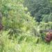 Tangis Bahagia di Tengah Hutan, Saat Orangutan Kembali ke Rumahnya, Kehje Sewen Wehea Kutai Timur
