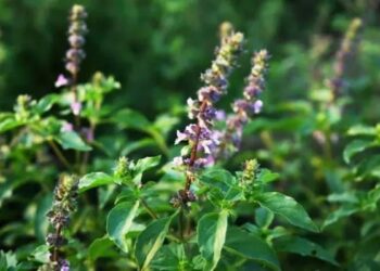 7 Obat Alami Ampuh Turunkan Kolesterol Tinggi, Sudah Coba yang Mana?