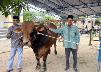 32 Sapi Kurban Disalurkan di Kaltim, Termasuk Sapi 960 Kg dari Presiden Prabowo