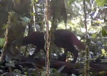 Kucing Merah Kalimantan Muncul Lagi setelah 21 Tahun, Terekam Kamera di TN Kayan Mentarang