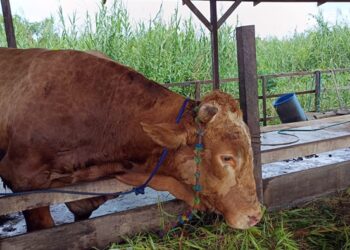 Rembo, Sapi Kurban Presiden dari Kutim Dibeli Rp88 Juta Bobotnya 700 Kg