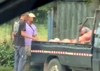 Viral! Sopir Buang Jeroan Kurban ke Parit, DLH dan DPRD Balikpapan Geram