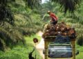DPRD Kutim Kawal Satu Harga Sawit, Petani Swadaya Tak Lagi Dianaktirikan Harga TBS Sawit Kaltim Turun Signifikan Harga Sawit di Kaltim Turun Lagi