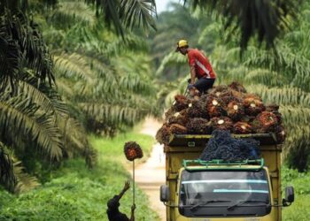 DPRD Kutim Kawal Satu Harga Sawit, Petani Swadaya Tak Lagi Dianaktirikan Harga TBS Sawit Kaltim Turun Signifikan Harga Sawit di Kaltim Turun Lagi
