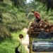 DPRD Kutim Kawal Satu Harga Sawit, Petani Swadaya Tak Lagi Dianaktirikan Harga TBS Sawit Kaltim Turun Signifikan Harga Sawit di Kaltim Turun Lagi