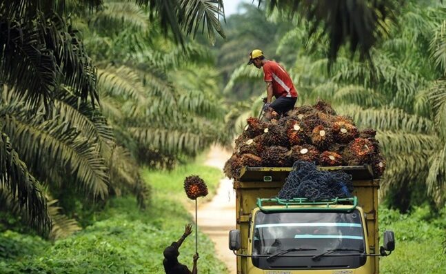 DPRD Kutim Kawal Satu Harga Sawit, Petani Swadaya Tak Lagi Dianaktirikan Harga TBS Sawit Kaltim Turun Signifikan Harga Sawit di Kaltim Turun Lagi