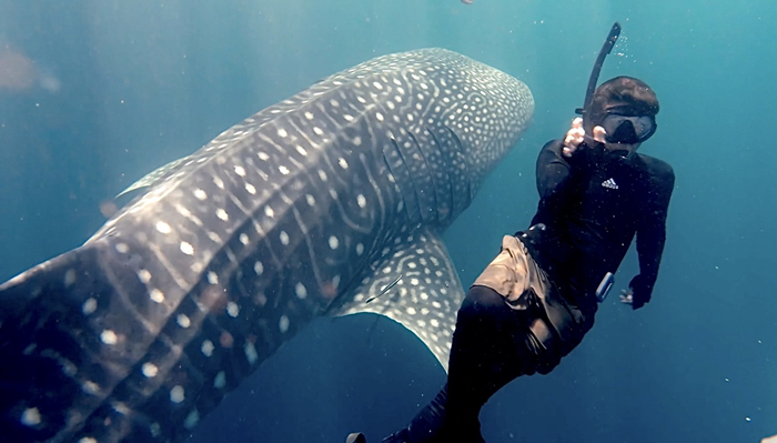 Wisata di Pulau Miang Kutim, Sensasi Berenang bersama Hiu Paus