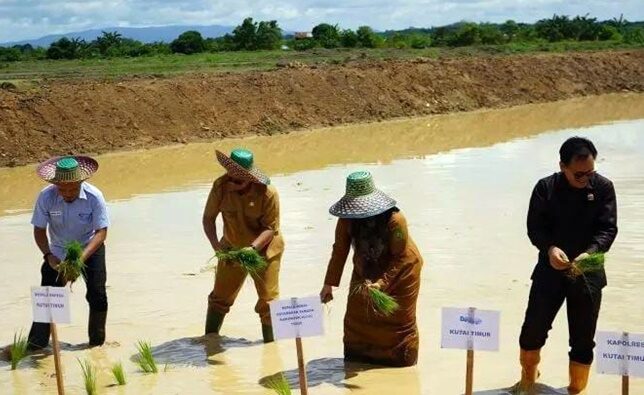 Mimpi Swasembada Kutai Timur: 600 Hektare Sawah Baru Mulai Digarap Kutim Genjot 10 Ribu Hektare Sawah Baru, Target jadi Lumbung Pangan Kaltim