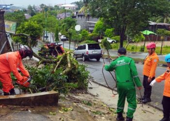 Hujan Deras Disertai Angin Kencang, Pohon Tumbang Tutup Jalan S Parman Bontang