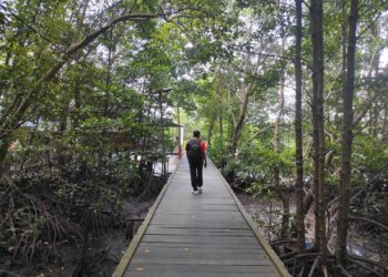 Mangrove Telok Bangko: Penjaga Kehidupan, Penyangga Ekonomi