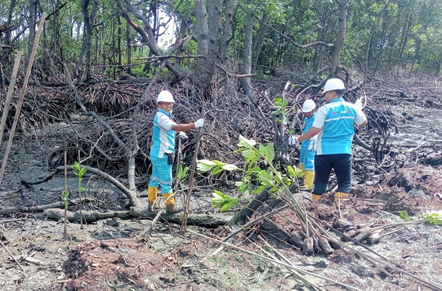 PT EUP Tanam 500 Pohon Mangrove di Tanjung Merangas, Total Sudah 67.500 Pohon untuk Bontang Lebih Hijau