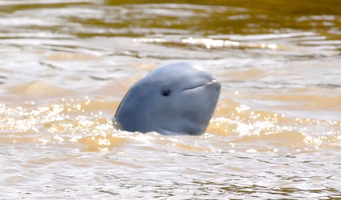 Populasi Pesut Mahakam di Kaltim Tersisa 62 Ekor, Terancam Punah di Sungai Mahakam